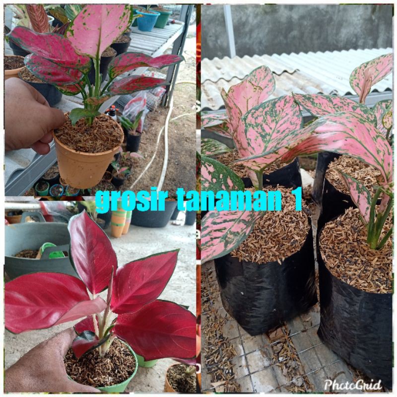 bunga aglonema paket 3 pohon,red anjamani,suksom jaipong,dan ledy valentine