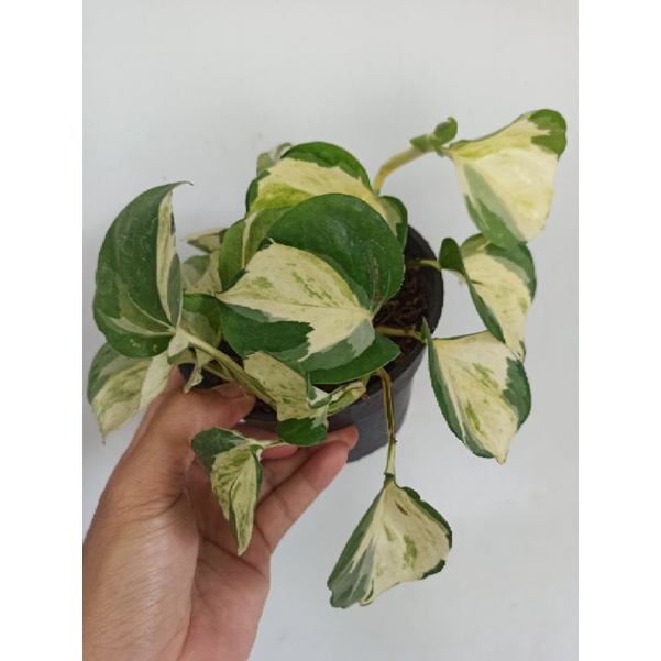 epipremnum manjula sirih manjula