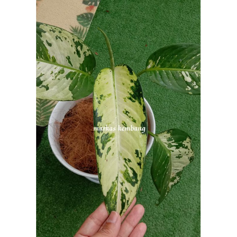 Tanaman Hias Aglonema Variegata / Sri Rejeki Soeharto / Bleceng / Daun Bahagia