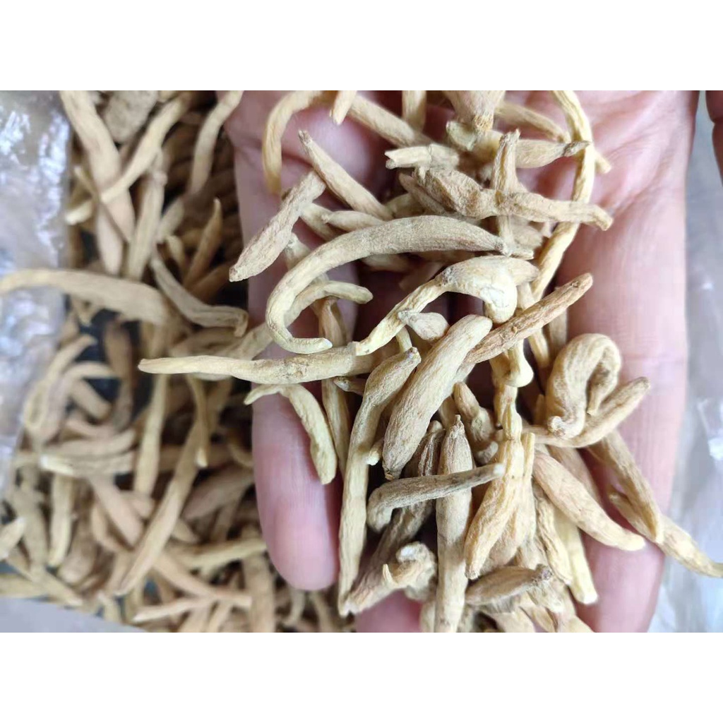 

Tai zi shen / PSEUDOSTELLARIA RADIX PSEUDOSTELLARIAE 太子参 10 gram