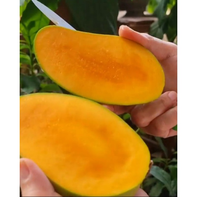 Mangga Alpukat Bangil Mangga Alpukat 1 dus