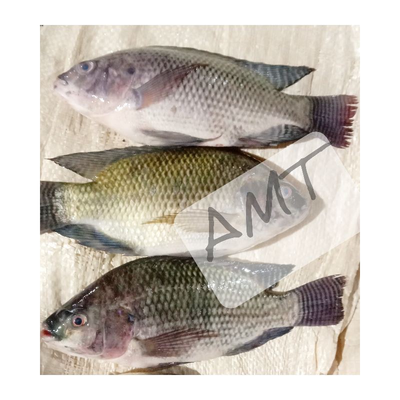

Ikan Mujair Termurah !! Langsung dari kawasan Perikanan!!!