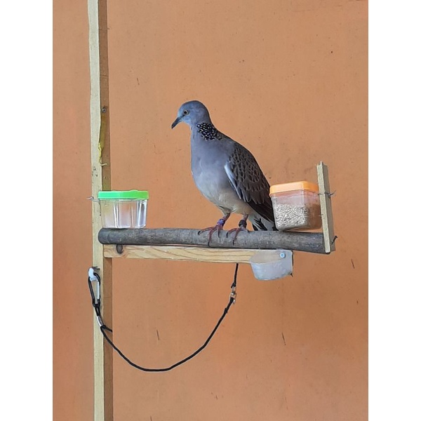 Tali burung derkuku tekukur dan puter pelung