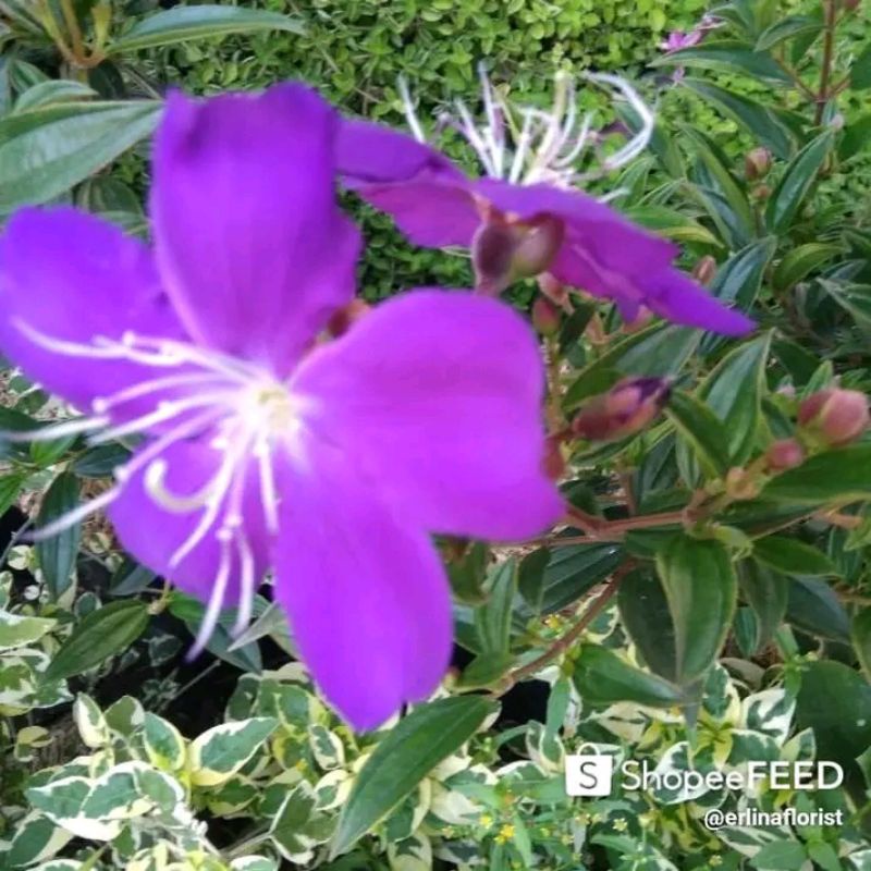 bunga senggani taibo cina