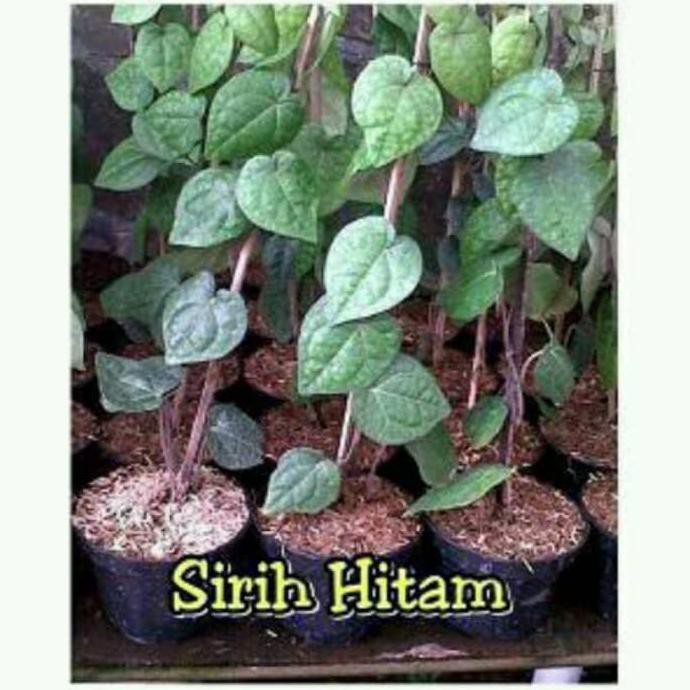 Hrv Asli Tanaman Sirih Hitam Terlaris