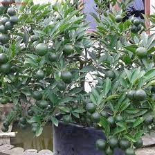 Bibit Pohon Jeruk Kasturi Sudah Berbuah. Bibit Jeruk Kasturi Sudah Berbuah Lebat Bibit Buah Jeruk Ka