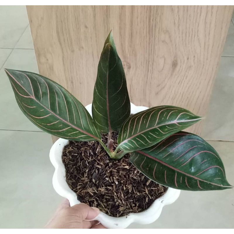 bibit Aglonema POS Black / Black Sumatera