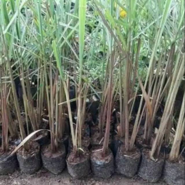 sereh merah-bibit tanaman sereh merah