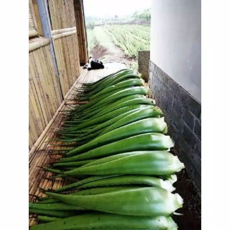 1 Kg Pelepah Lidah Buaya Jumbo Pontianak Organik Shopee Indonesia