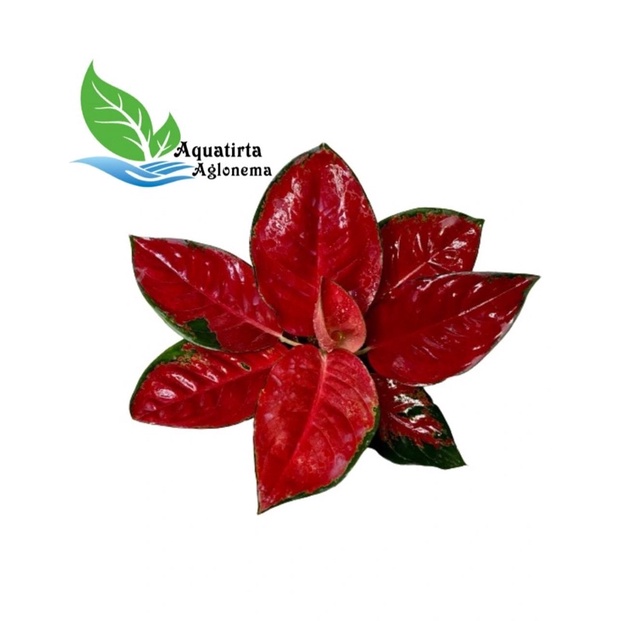SUKSOM JAIPONG BESAR - Tanaman Hias Aglonema / Aglaonema