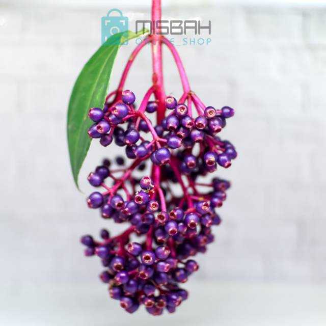 

Buah Parijoto FRESH 200 gram Khas Sunan Muria