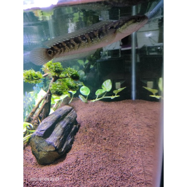 chana asiatica ws pure