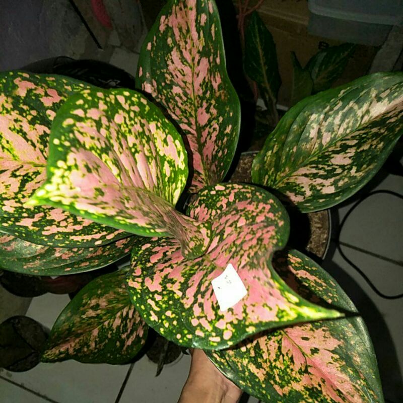 aglonema lady valentine jumbo