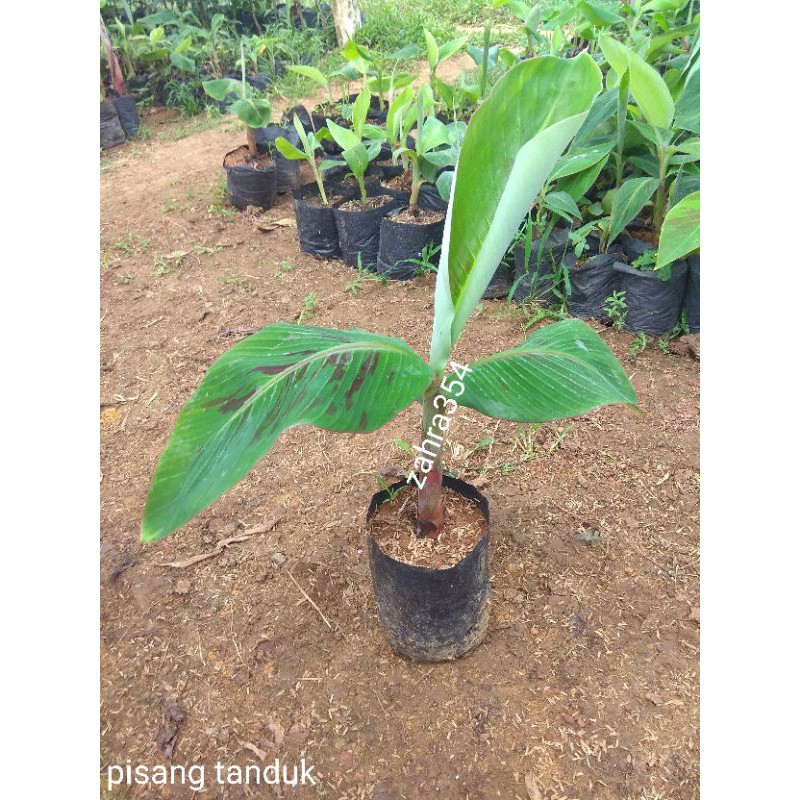 (COD) Bibit pisang tanduk // Pisang Agung // Pisang Byar