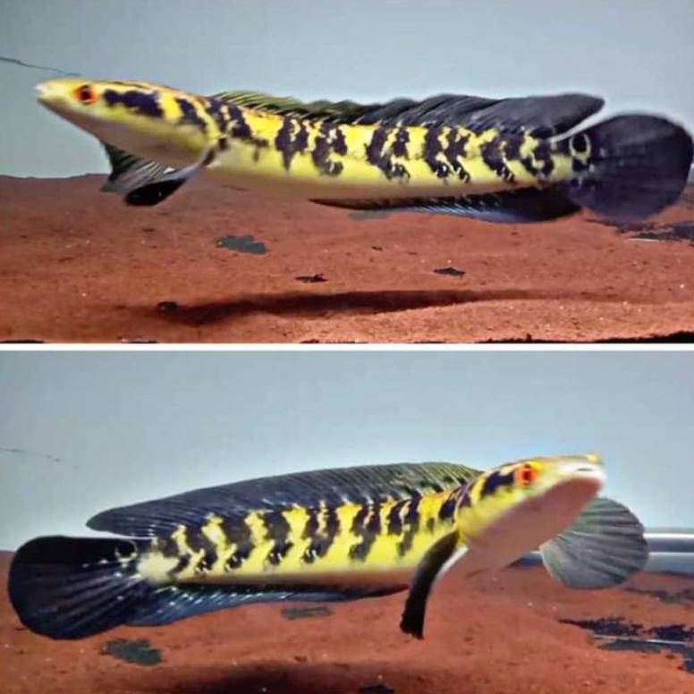 channa ys yellow sentarum 14-17cm mata merah sudah makan pelet chana free packing