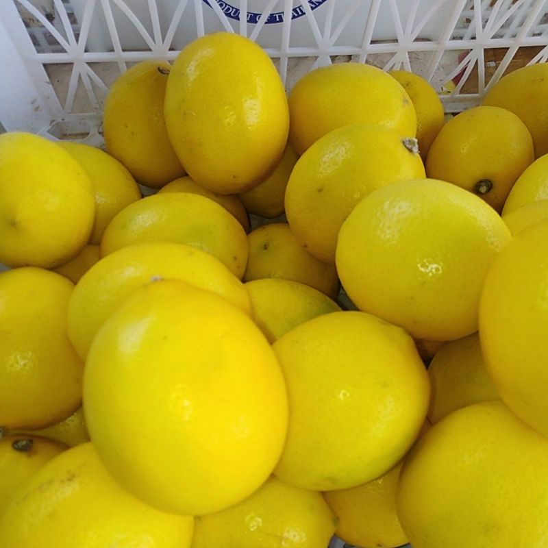 

LEMON CALIFORNIA LOKAL 1KG,ISI 8910