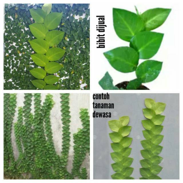 Bibit stek tanaman climbing dollar  bibit dolar rambat Rhaphidophora celatocaulis sukulen aglaonema