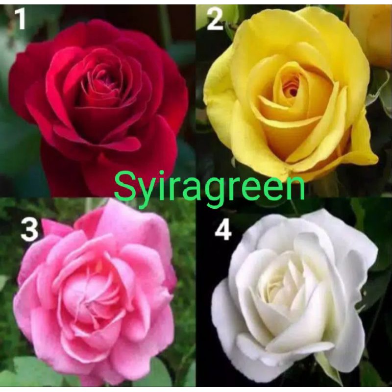 4 Jenis Tanaman bunga Mawar import