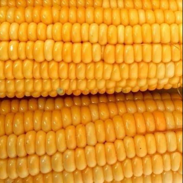 

Jagung manis bandung 1 kg