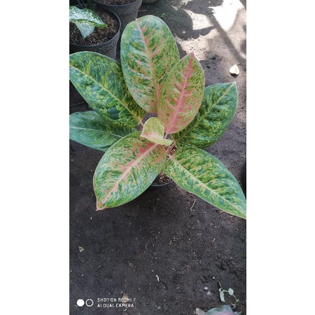 aglonema bigroy indukan