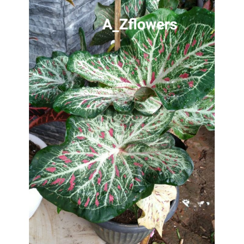 TANAMAN HIAS KELADI GINGERLAND