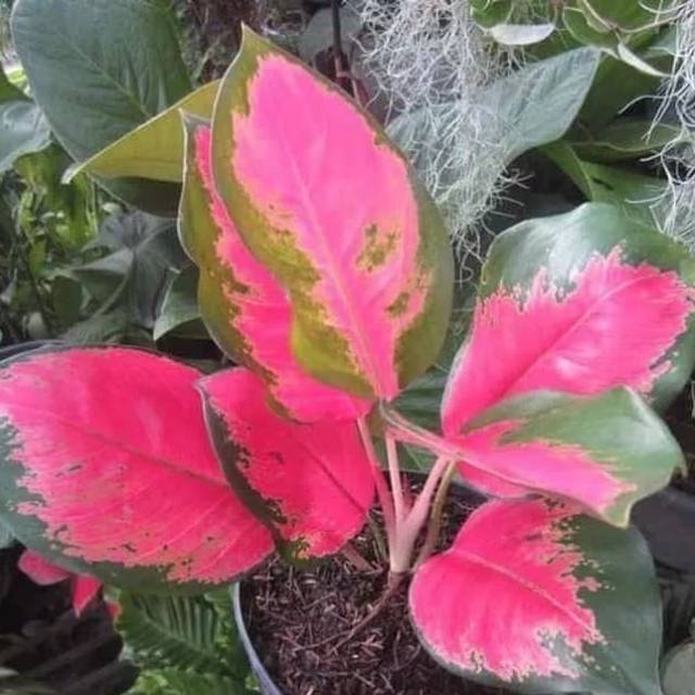 Tanaman hias aglonema kocin-aglonema kocin - aglo kocin - tanaman indoor