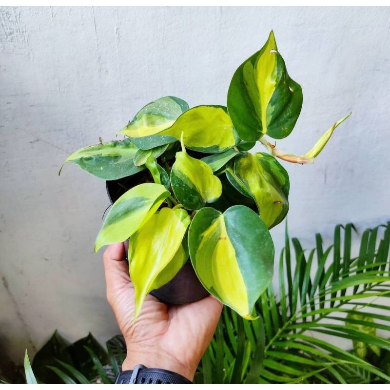 Jual Philodendron Brasil Sirih Gading Brasil Tanaman Indoor Sirih