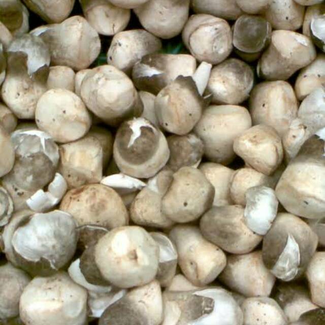 

Jamur merang