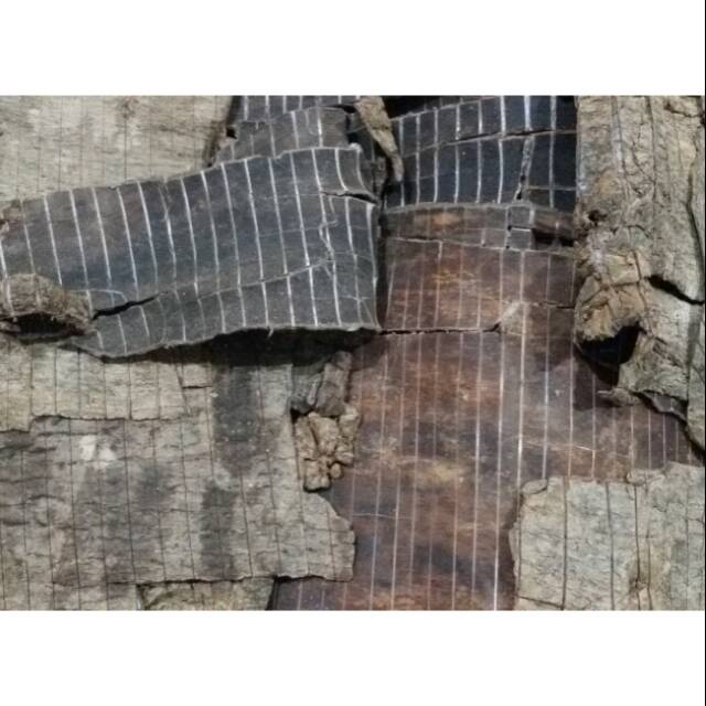 TO TIONG / DU ZHONG 100GRAM