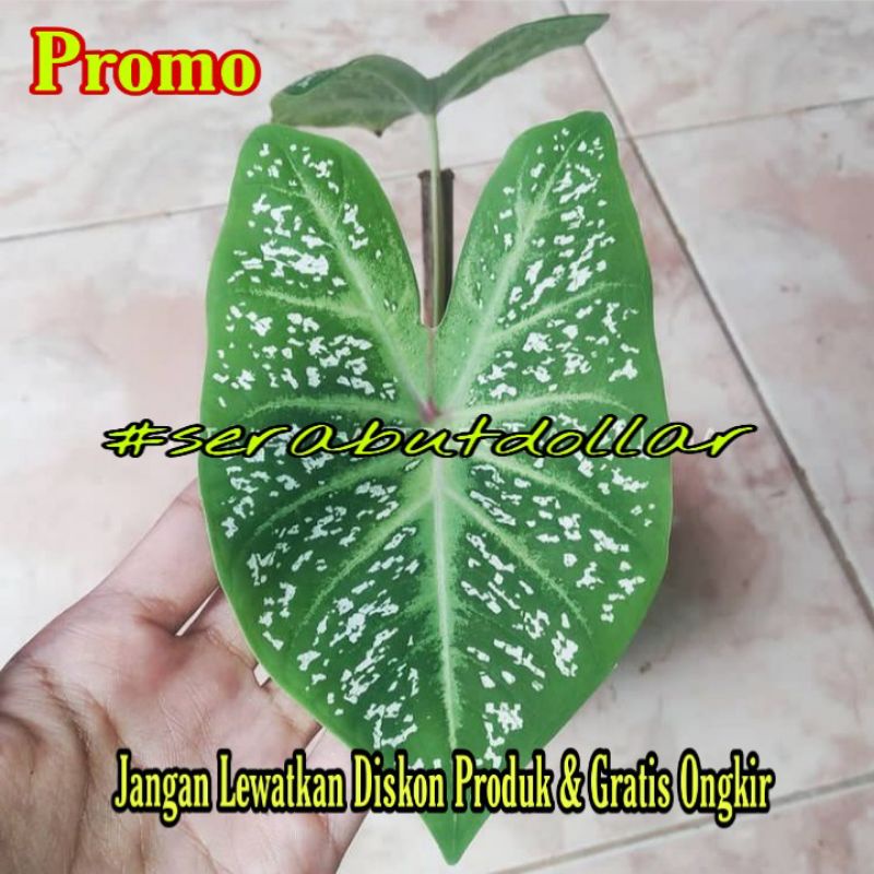 Tanaman hias keladi bercak putih - caladium salju - keladi mutiara - keladi galaxy white star - kela