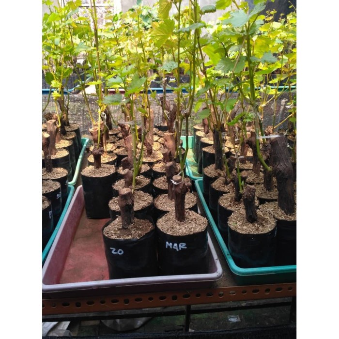 Bibit anggur import mario Grafting Siap Berbuah