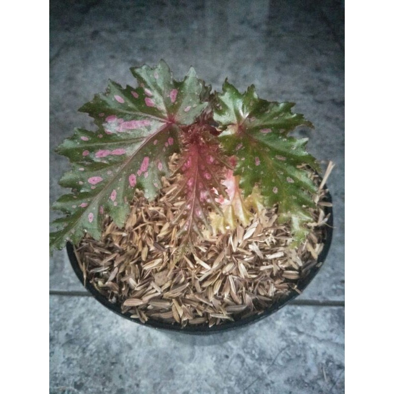 Tanaman Hias Begonia Gryphon/Begonia spider (bibit)