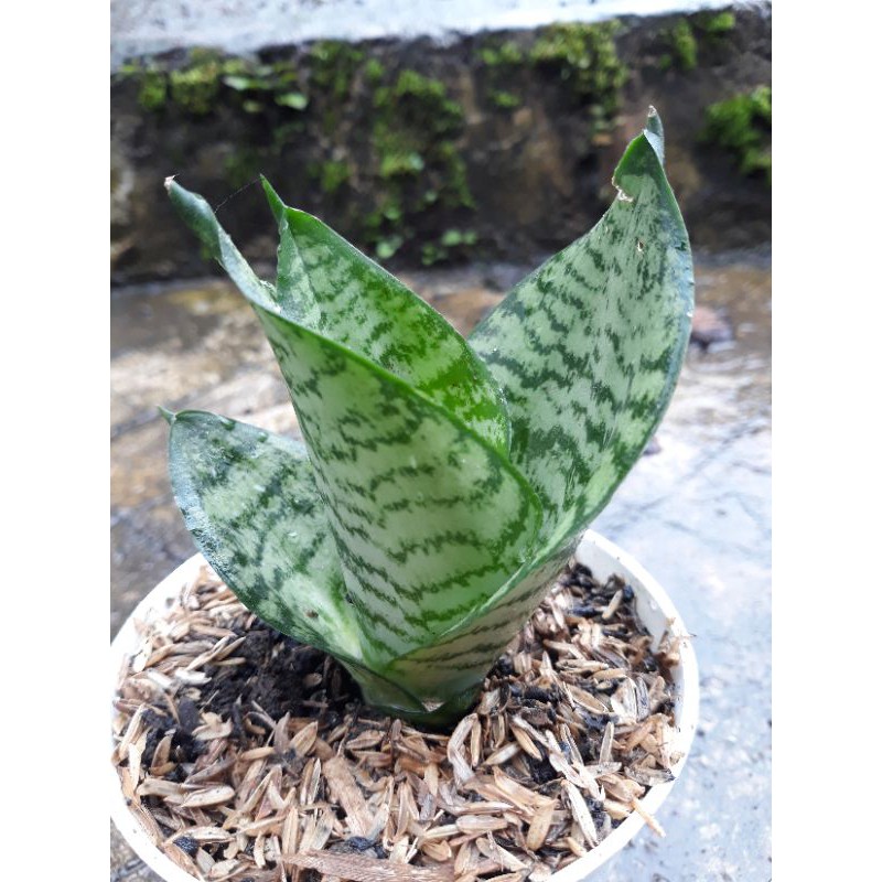 Sansiviera Mini Hijau / Sansiviera Kodok / Sansiviera Trifasciata