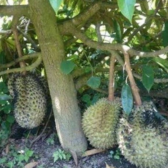Bibit durian ochee okulasi kualitas super