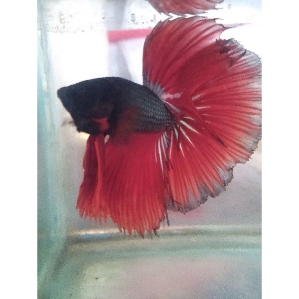 Cupang Halfmoon Copper kepala hitam