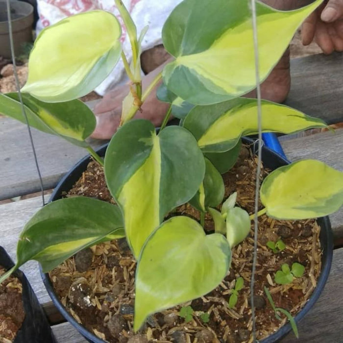 tanaman hias rambat pilo berazil - TANAMAN HIAS HIDUP