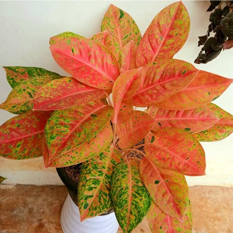 AGLONEMA BIGROY / TANAMAN HIAS AGLAONEMA BIGROY MUTASI MERAH