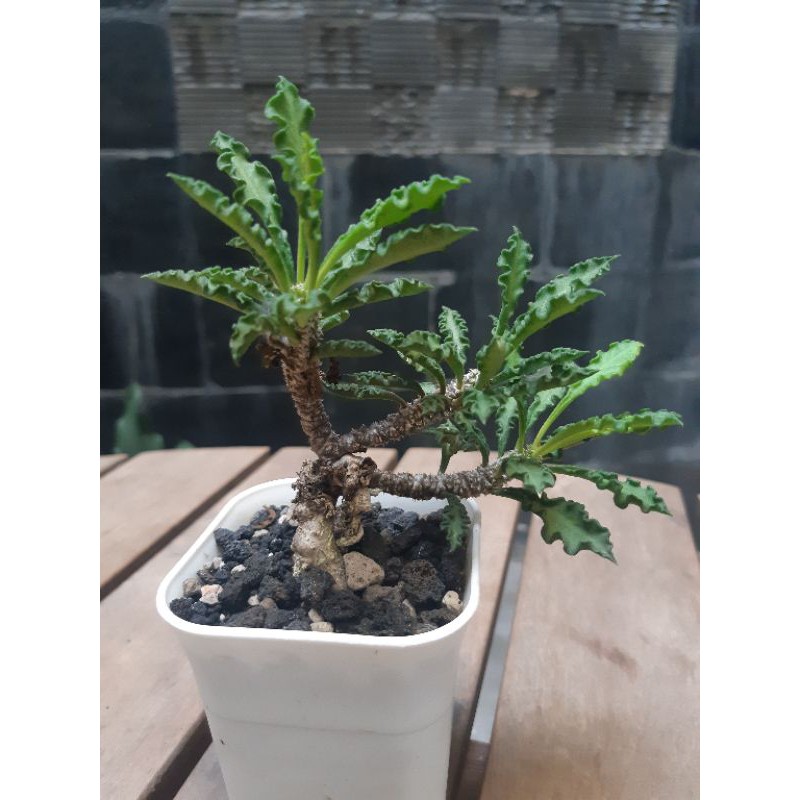 Euphorbia Decaryi