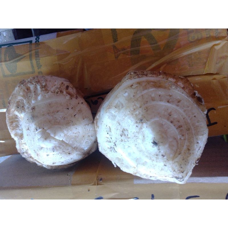 Tunas Bonggol Benih Bibit Pisang Cavendish, Tunas Bonggol Benih Bibit Pisang Kepok,