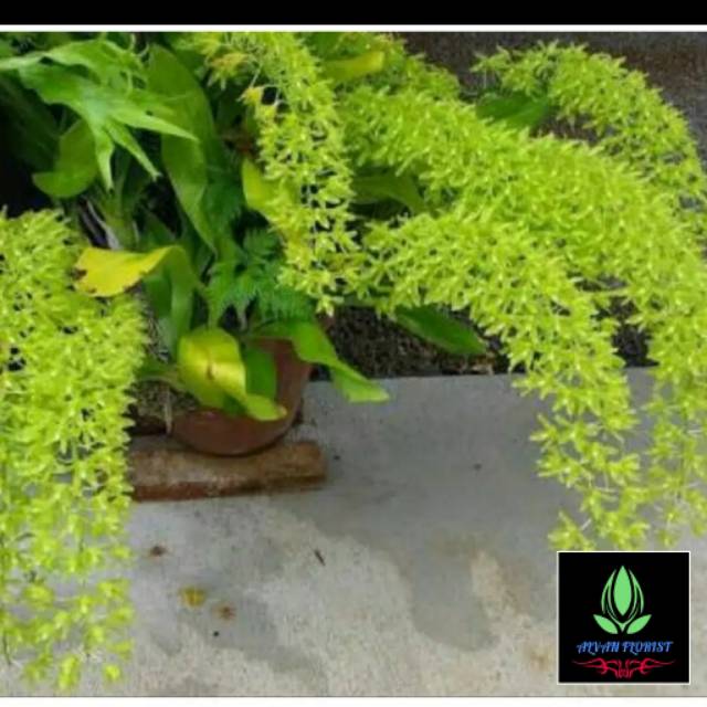Anggrek Grammatophyllum Citrinum Remaja