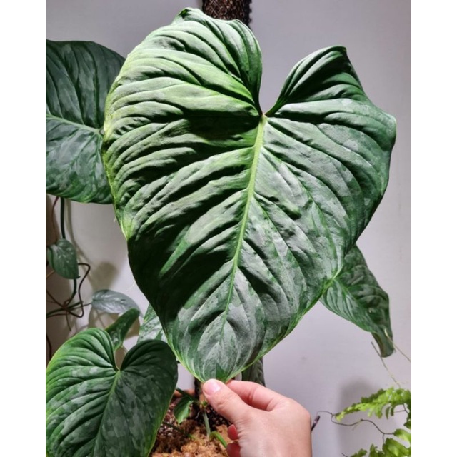 pilodendron majestic