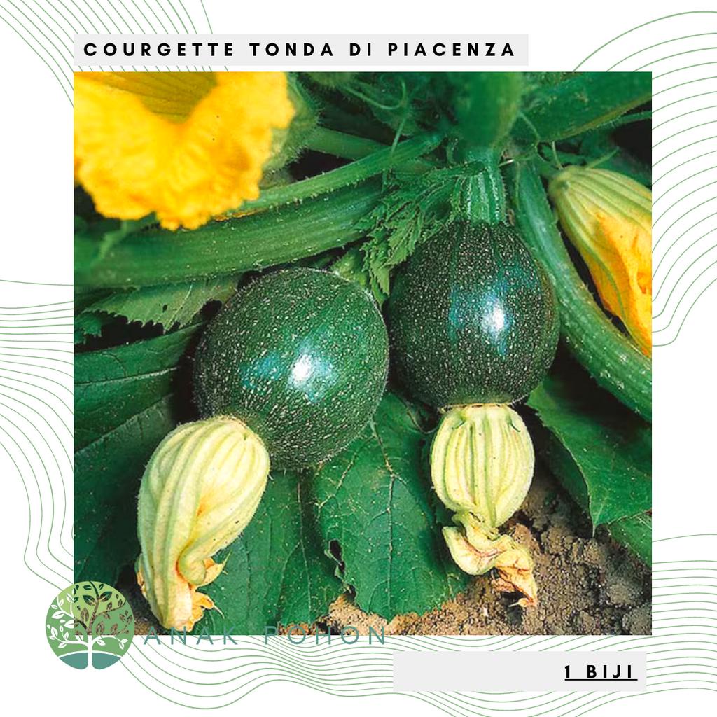 Benih Bibit Biji - Courgette Tonda Di Piacenza Zucchini Zukini Italian Squash Seeds - IMPORT