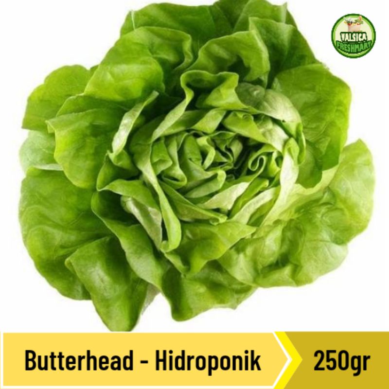 

green butterhead hidroponik