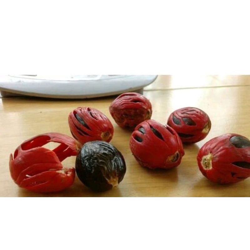 Biji benih-Pala Unggul-Siap Tanam