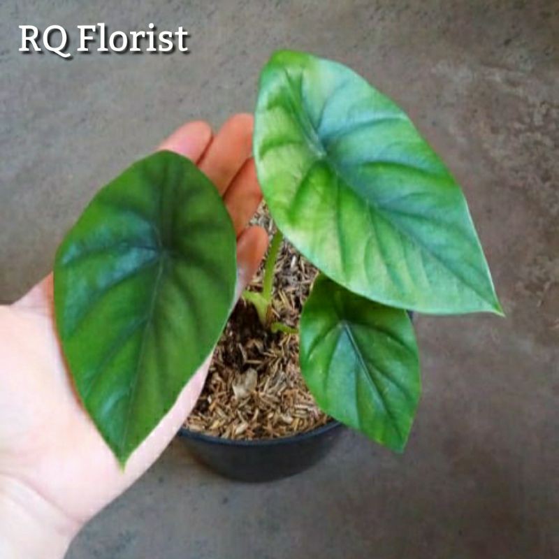 Tanaman Hias Keladi Tengkorak Hijau / Alocasia Tengkorak Hijau