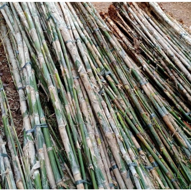 Pohon Bambu jepang/ bambu jepang