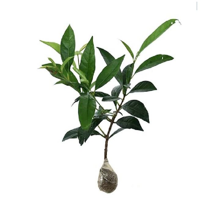 Bibit Tanaman Pohon Salam Bibit Salam Tumbuhan Pohon Hidup Daun Salam Bibit Daun Salam