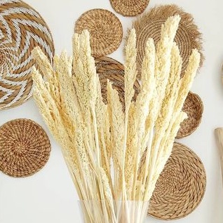 Bunga Kering Cantel 1 Ikat / benga kering hantaran / dekorasi bunga kering