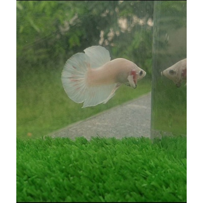 Cupang White Platinum (free female random)