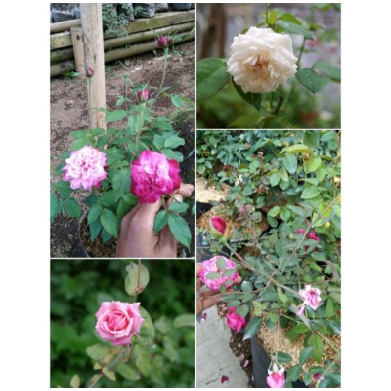 PAKET MAWAR KAMPUNG SUPER WANGI